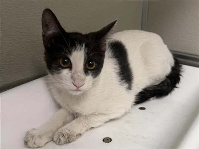 A baby small-sized female Domestic Short Hair cat named Banana Bread for adoption in Tracy, CA