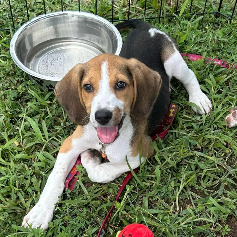 Canary