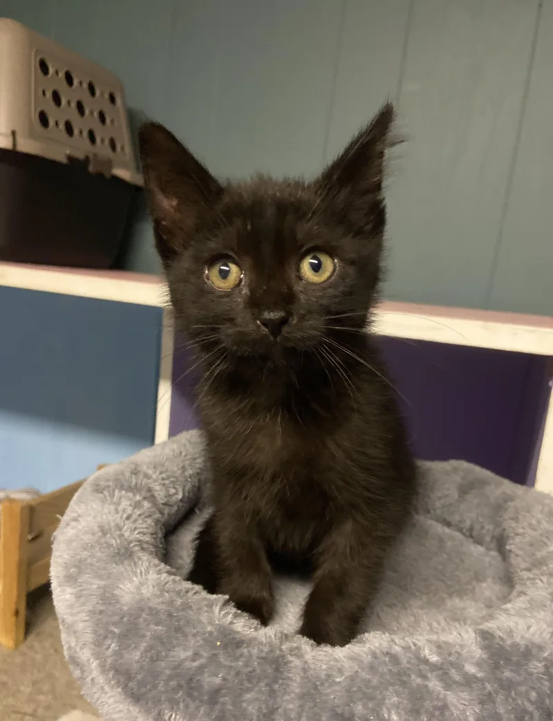 A baby medium-sized male Black Domestic Short Hair cat named Starlord for adoption in Toledo, OH