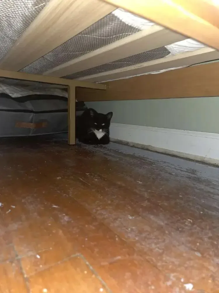 An adult medium-sized female Domestic Short Hair cat named Peapod for adoption in Grand Rapids, MI