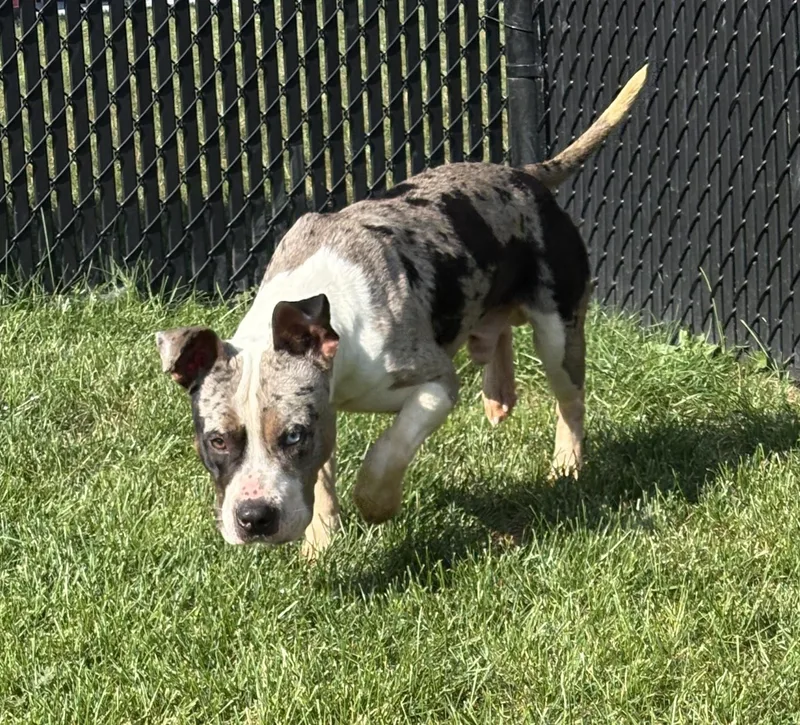A young medium-sized male Pit Bull Terrier dog named Cujo for adoption in Kankakee, IL