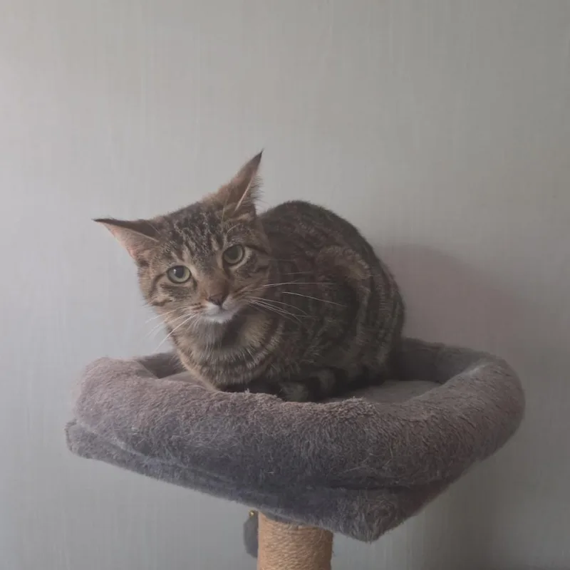 A baby small-sized female Brown / Chocolate Domestic Short Hair cat named Bianca for adoption in Melbourne, KY