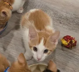 A baby medium-sized male Domestic Short Hair cat named John Oliver for adoption in Parkville, MD