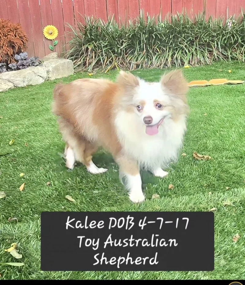A young medium-sized female Australian Shepherd dog named Kalee for adoption in York, SC