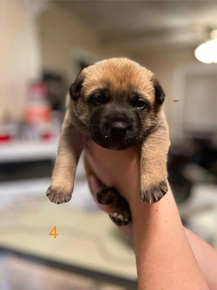 A baby large-sized male Shepherd dog named Colby for adoption in Shawnee, OK