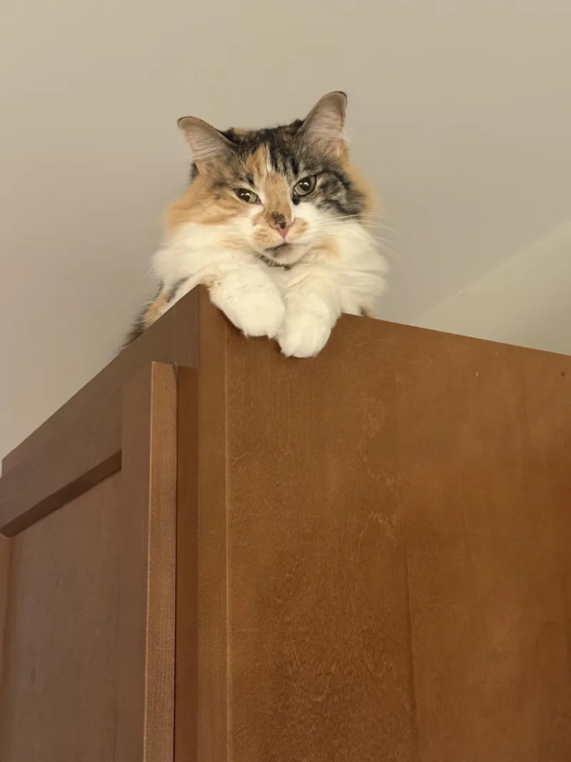 Gracie