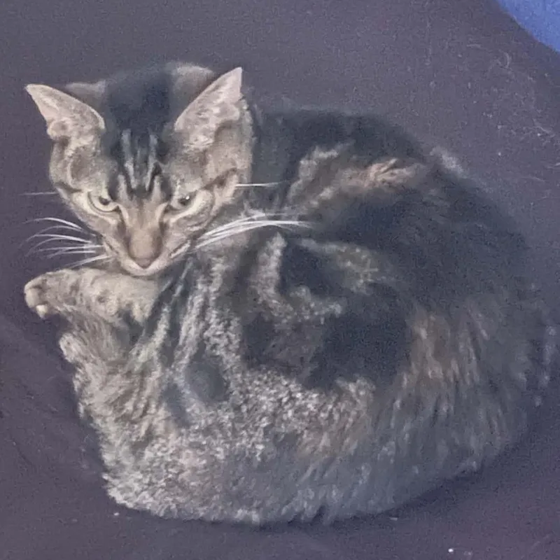A young medium-sized female Tabby (Brown / Chocolate) Domestic Short Hair cat named Poppy for adoption in Bellmawr, NJ