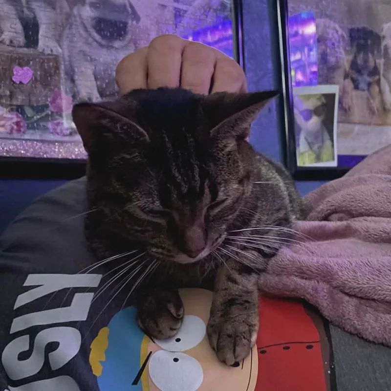 Poppy thumbnail 3