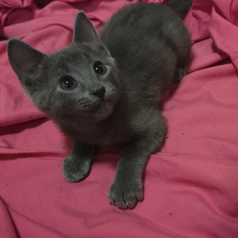 A baby small-sized male Gray / Blue / Silver Domestic Short Hair cat named Red " Chip" for adoption in San Antonio, TX