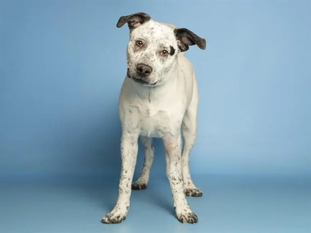 A young small-sized male Australian Cattle Dog / Blue Heeler dog named Bingo for adoption in Phoenix, AZ