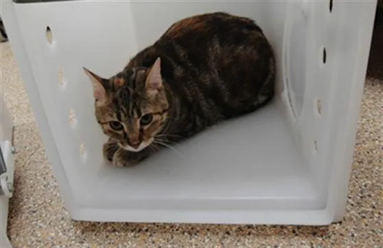 A young medium-sized female Domestic Short Hair cat named Sweets for adoption in Albuquerque, NM