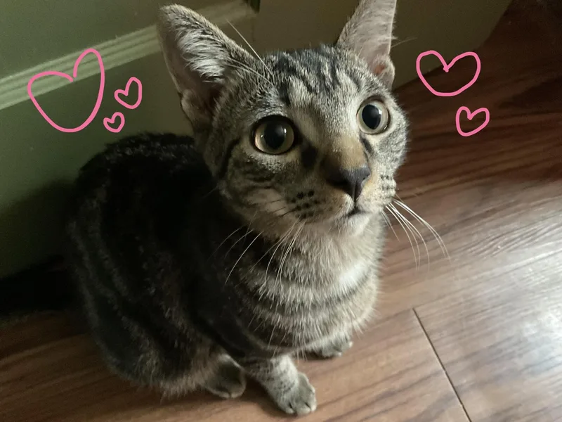 A baby small-sized male Tabby (Brown / Chocolate) Domestic Short Hair cat named Acuff for adoption in Nashville, TN