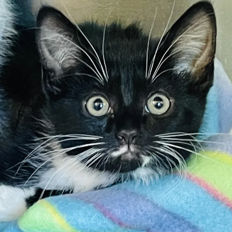 A baby small-sized female Black Domestic Short Hair cat named Ruby for adoption in Columbia Station, OH