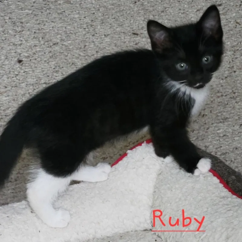 Ruby thumbnail 3