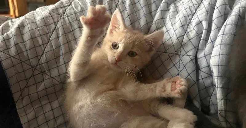 A baby small-sized male Cream / Ivory Domestic Short Hair cat named Cream Puff for adoption in Tampa, FL