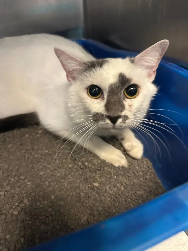 A young medium-sized female Domestic Short Hair cat named Libby for adoption in Gallatin, TN
