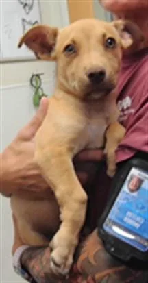 A baby small-sized male Dachshund dog named Mikey for adoption in Albuquerque, NM