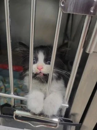 A baby small-sized male Domestic Medium Hair cat named Echo for adoption in Fishers, IN