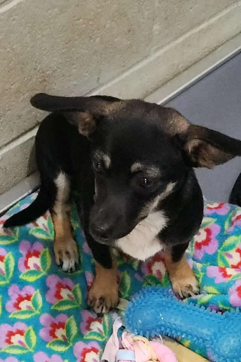 A baby small-sized female Chiweenie dog named Gretchen for adoption in Flintstone, GA