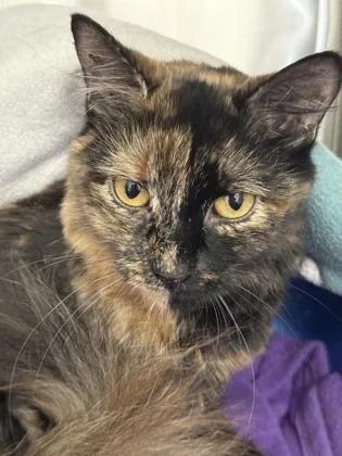 Honeydew thumbnail 3
