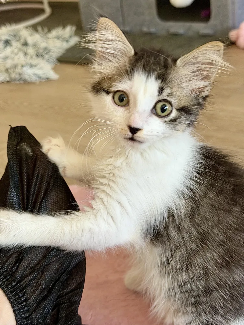 A baby medium-sized female White Domestic Medium Hair cat named Tory for adoption in Montclair, NJ