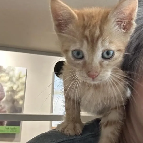 A baby small-sized male Domestic Short Hair cat named Torrent for adoption in Oakland, CA