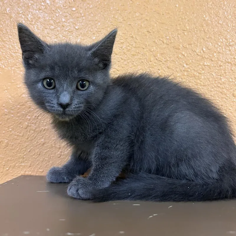 A baby small-sized male Gray / Blue / Silver Domestic Short Hair cat named Jacob for adoption in Fresno, CA