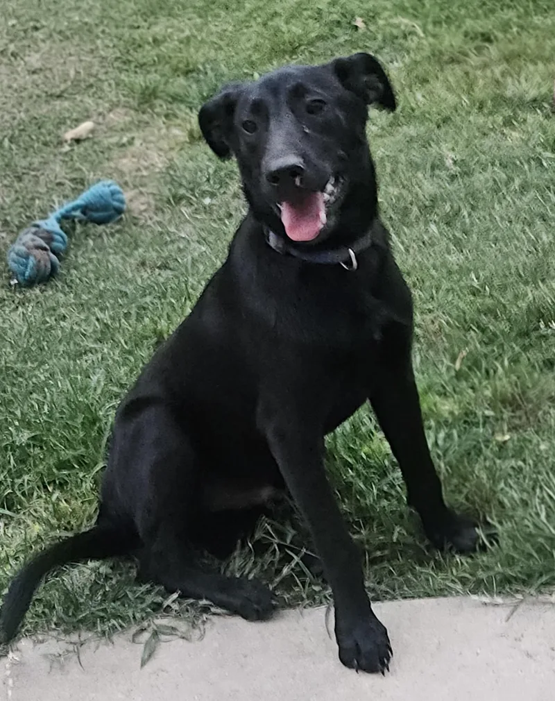 A young medium-sized male Black Labrador Retriever dog named Legume for adoption in Kyle, TX