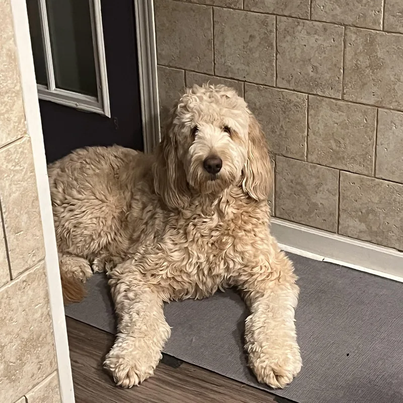 An adult medium-sized female White / Cream Goldendoodle dog named Lacieillinois for adoption in Houston, TX