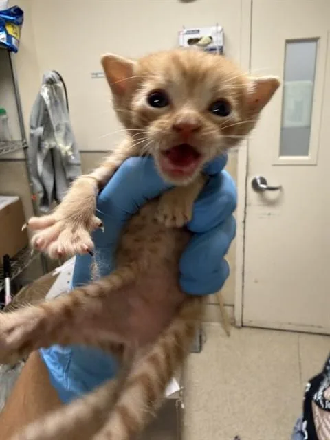 A baby small-sized male Domestic Short Hair cat named Fred for adoption in Riverside, CA