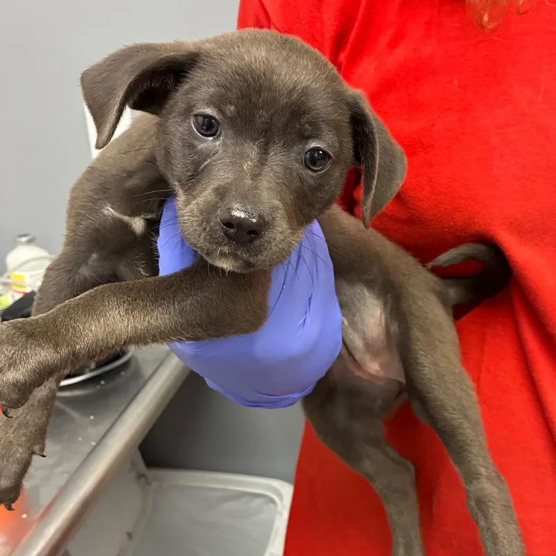 A baby small-sized female Gray / Blue / Silver Terrier dog named Lydia for adoption in Birmingham, AL