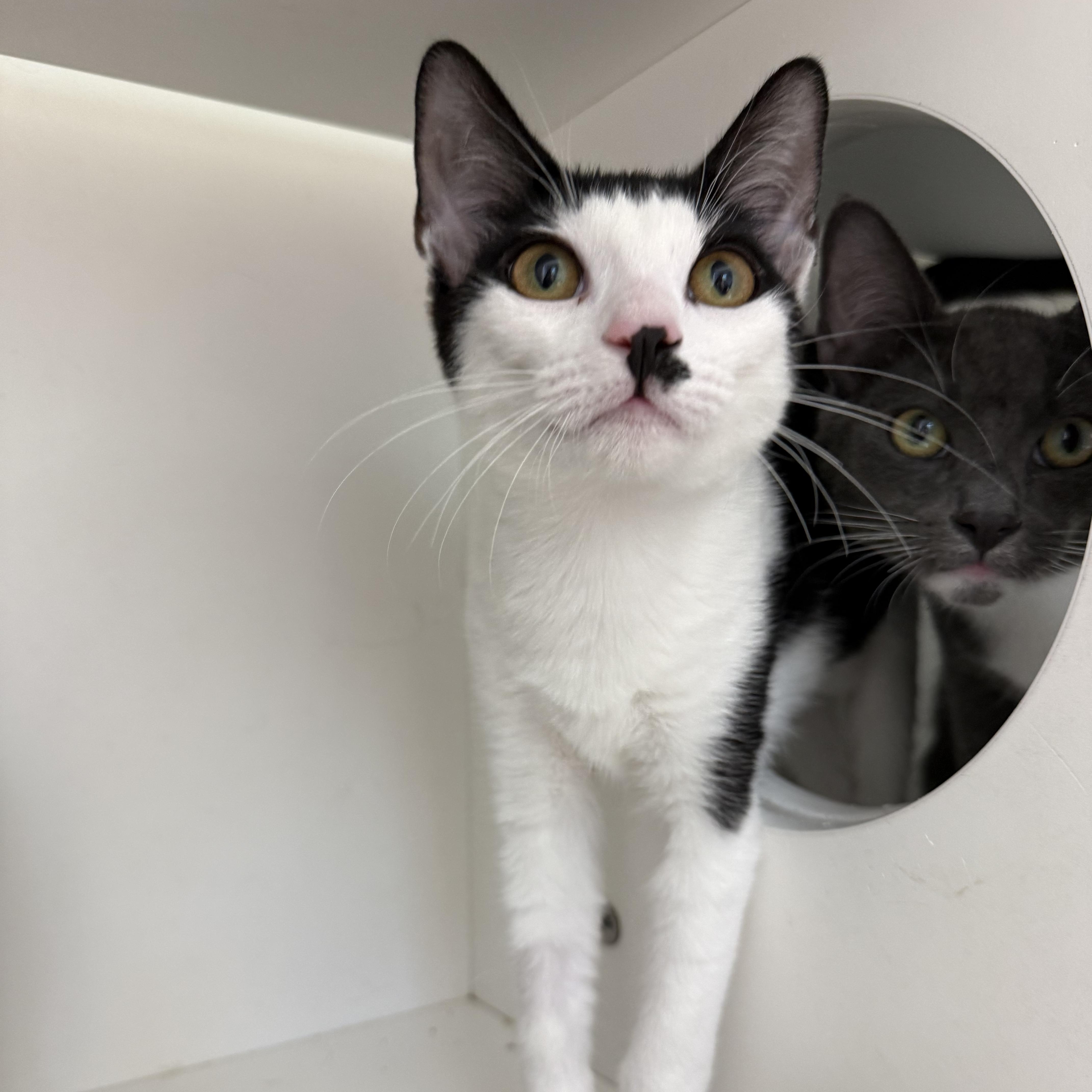 A young medium-sized female White Domestic Short Hair cat named Java Chip for adoption in Antioch, CA