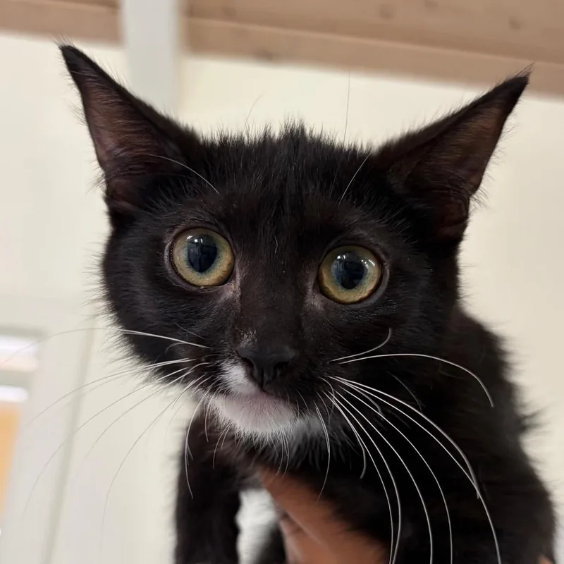 A baby small-sized female Black Domestic Short Hair cat named Annika for adoption in Santa Barbara, CA