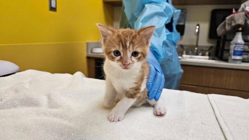 A baby small-sized male Tabby (Orange / Red) Domestic Short Hair cat named Moe for adoption in Raleigh, NC