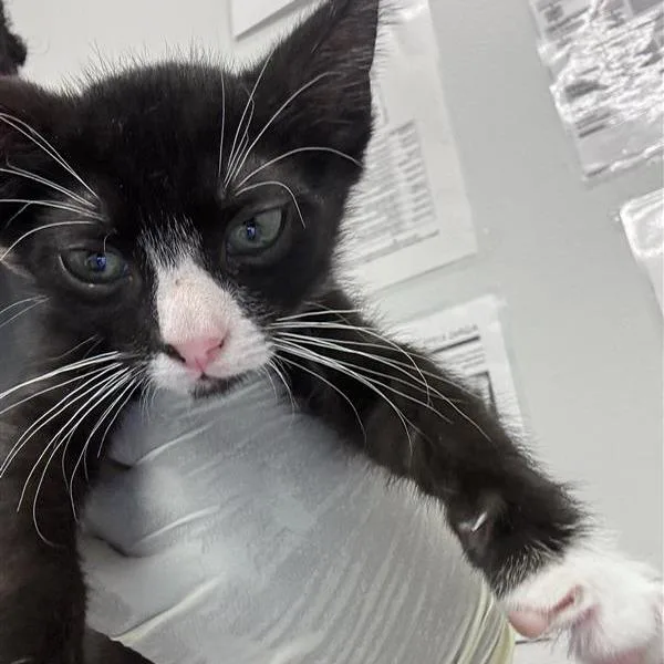 A baby small-sized male White Domestic Short Hair cat named River for adoption in Jacksonville, FL