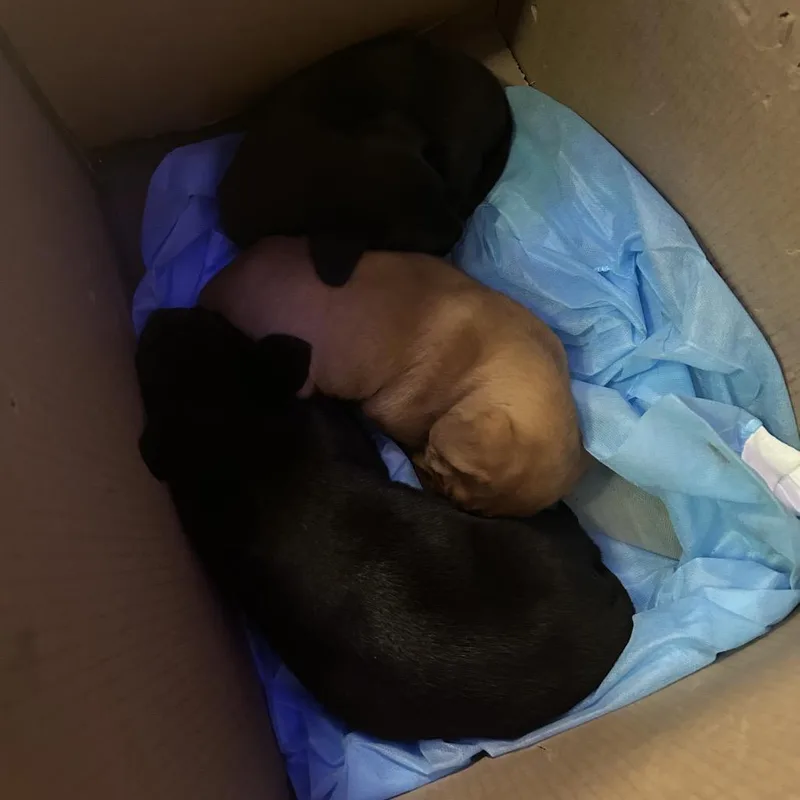 A baby small-sized male Black Retriever dog named Alvin for adoption in Greenville, SC