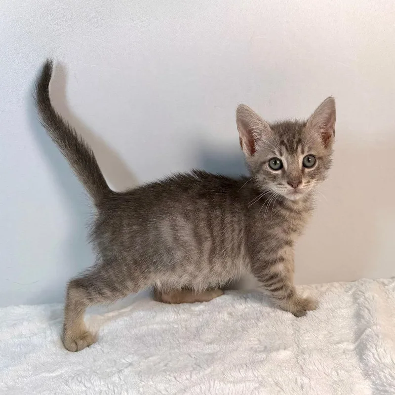 A baby small-sized male Domestic Short Hair cat named Samwise Gamgee for adoption in Johnson City, TN
