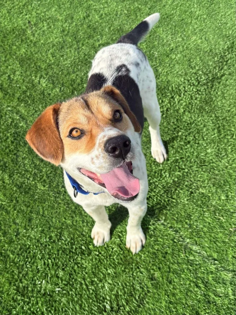 An adult medium-sized male Tricolor (Brown, Black, & White) Hound dog named Charlie for adoption in Evergreen, CO