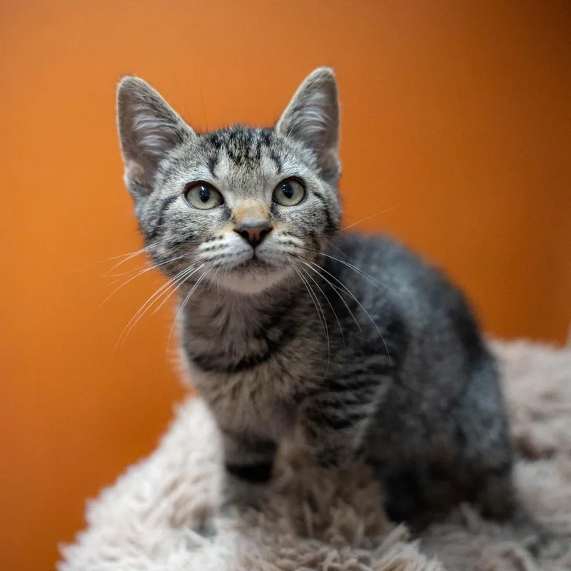 A baby small-sized female Domestic Short Hair cat named Rory for adoption in Gainesville, GA