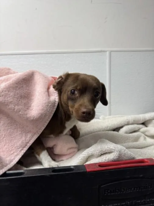 A young small-sized female Chihuahua dog named Bonita for adoption in Chatsworth, CA