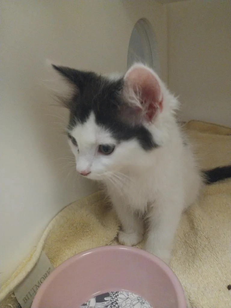 A baby small-sized male Domestic Medium Hair cat named Kennedy for adoption in Oxford, NC