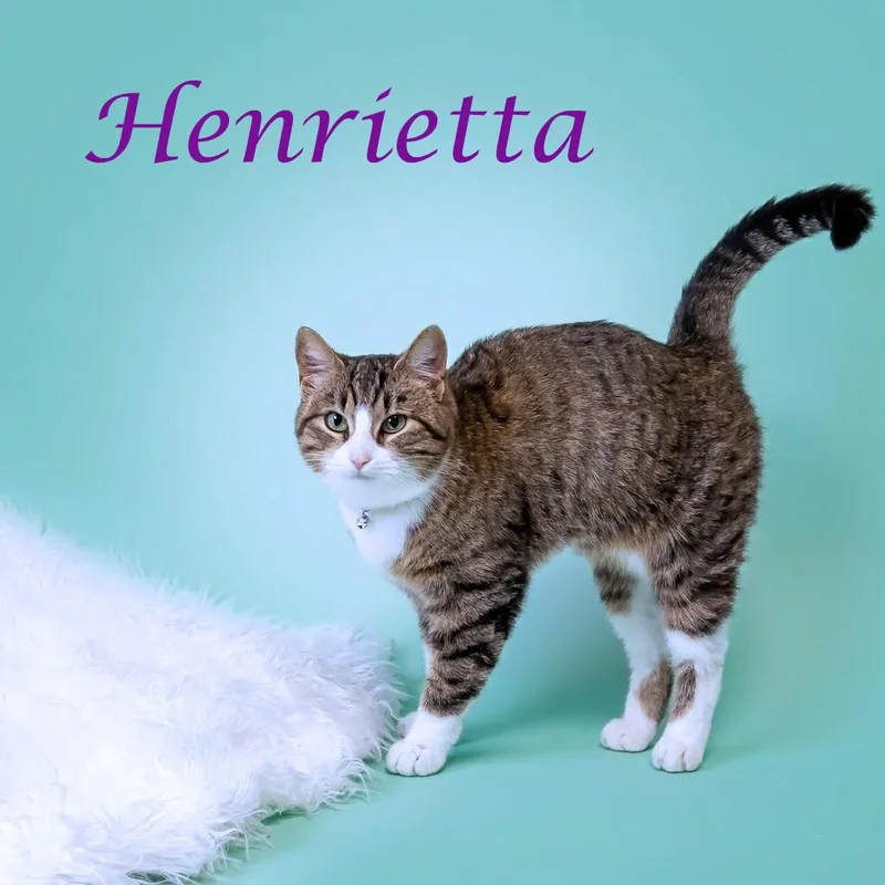 Henrietta C