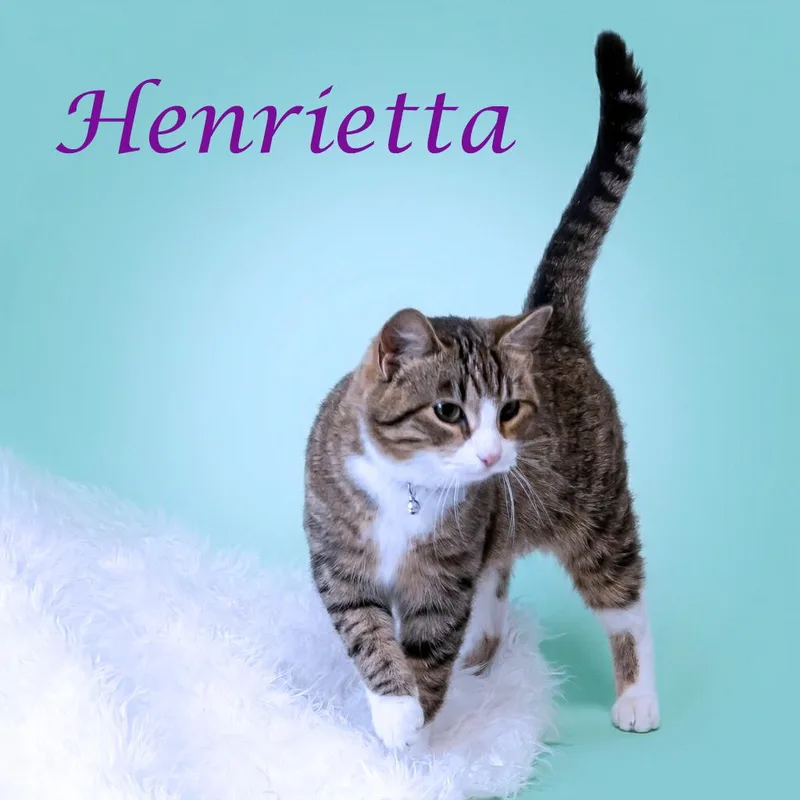 Henrietta C thumbnail 2