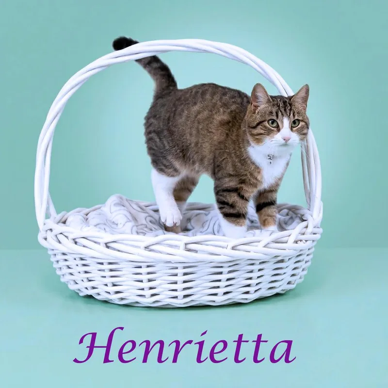 Henrietta C thumbnail 3