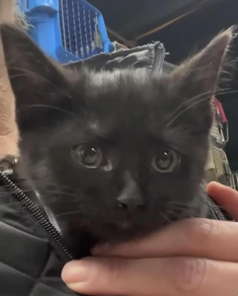 A young medium-sized female Black Domestic Short Hair cat named Indigo for adoption in Wyandotte, MI