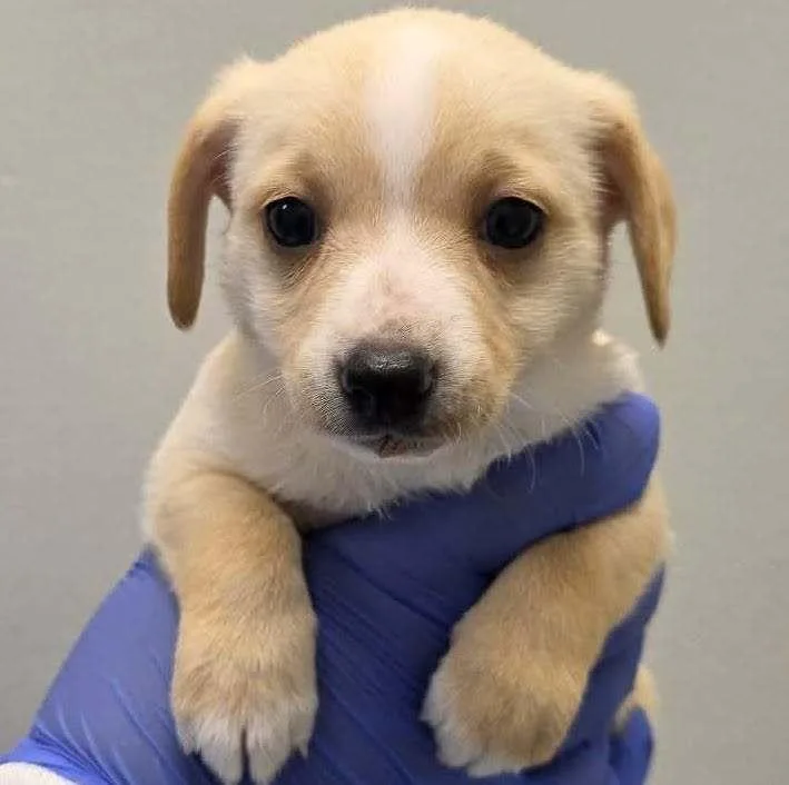 A baby small-sized male Mixed Breed dog named Depp for adoption in Long Island City, NY