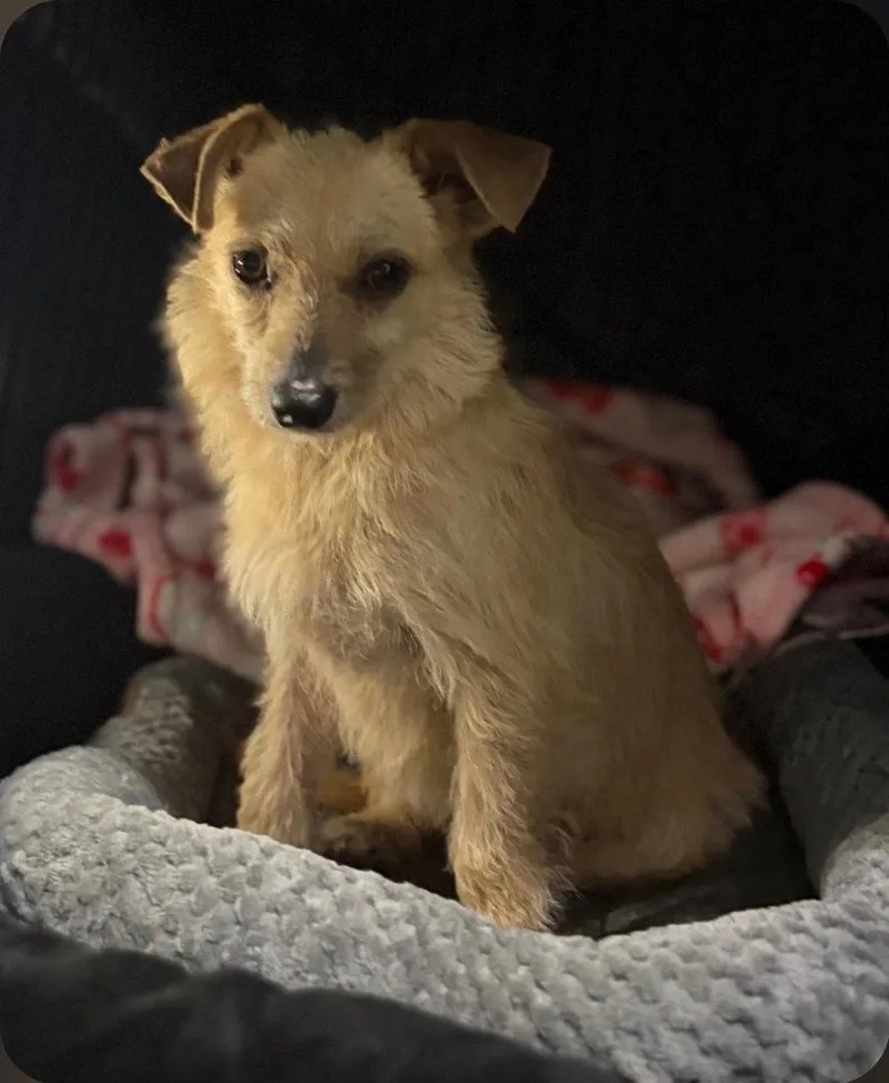 A young medium-sized male Terrier dog named Fenway Sotis for adoption in Saunderstown, RI