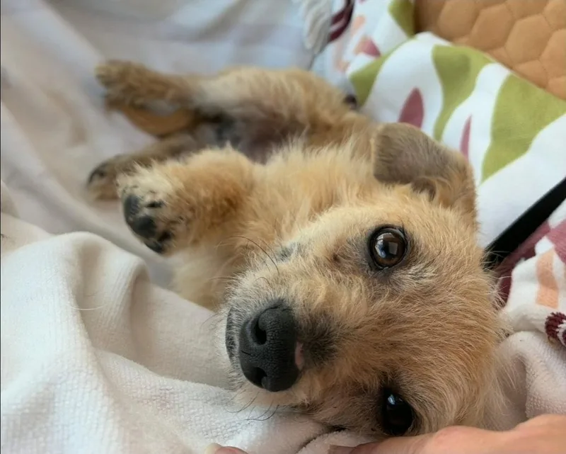 Fenway Sotis thumbnail 2