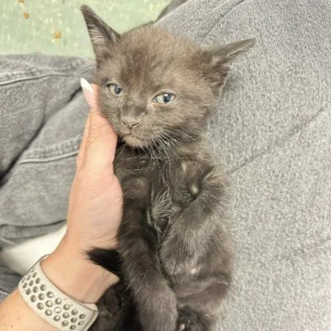 A baby small-sized female Black Domestic Short Hair cat named Goody for adoption in Tampa, FL
