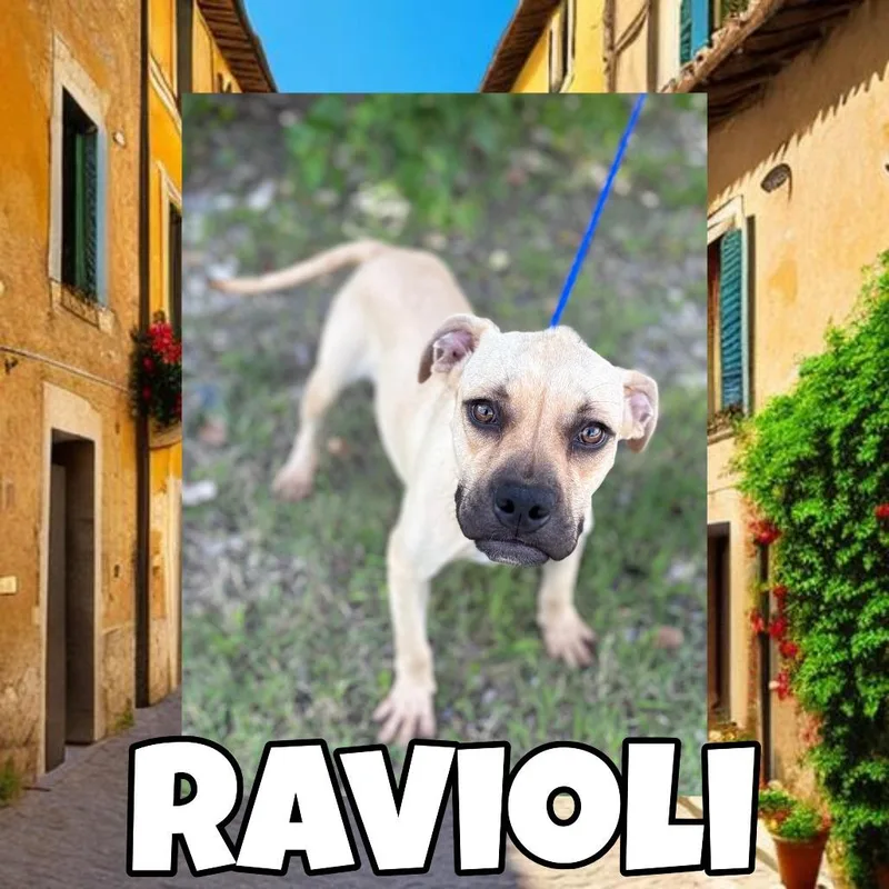 Ravioli